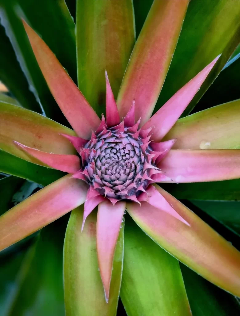 Fiber XMach pineapple fiber extractor developed by Monalyn Oloroso