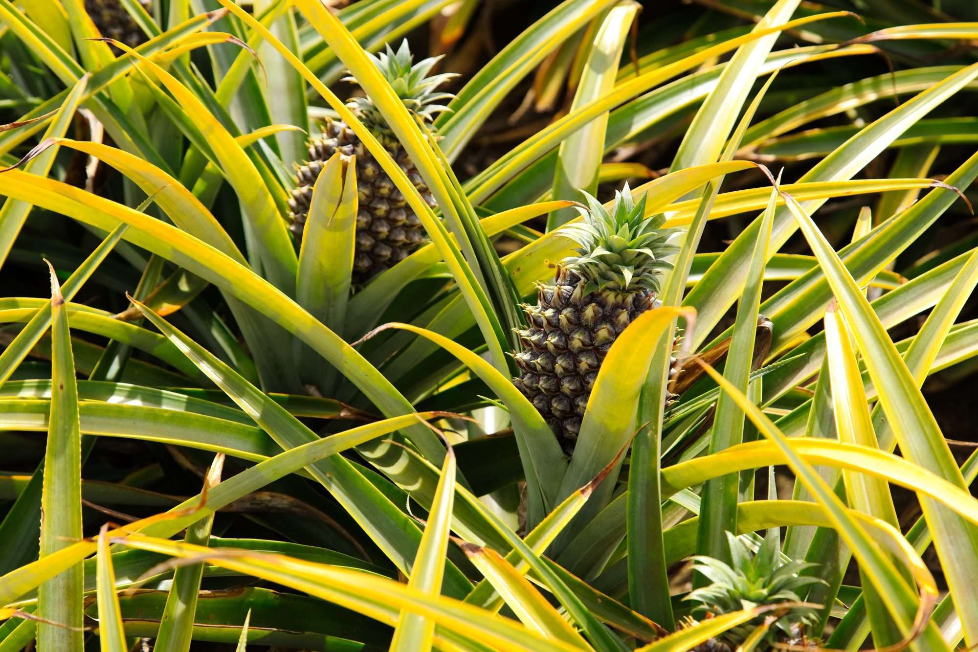 Pineapple Plant